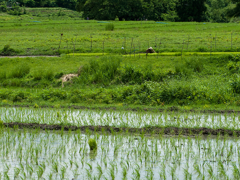 Collection LES SAISONS DU RIZ | RICE SEASONS Collection