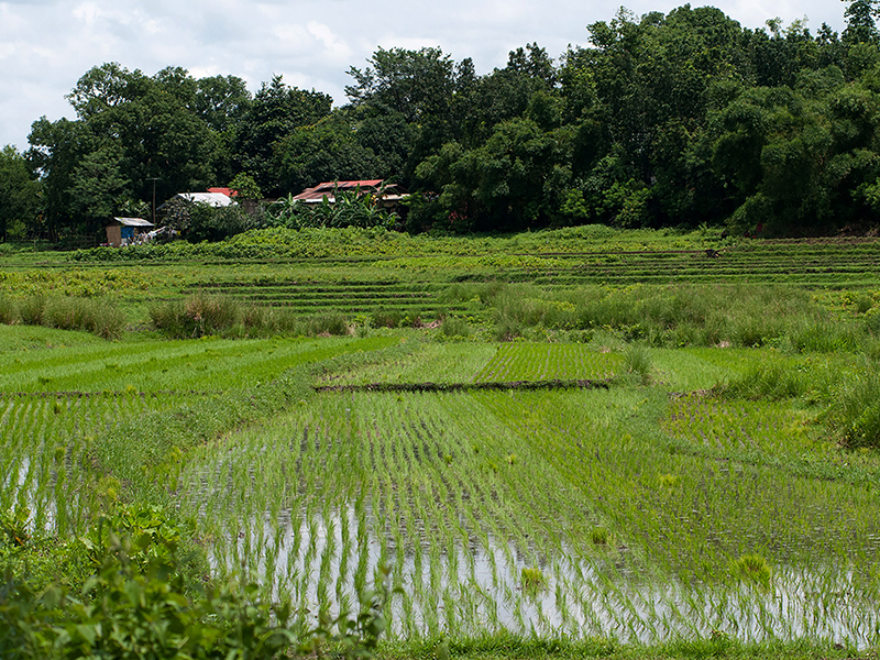 Collection LES SAISONS DU RIZ | RICE SEASONS Collection