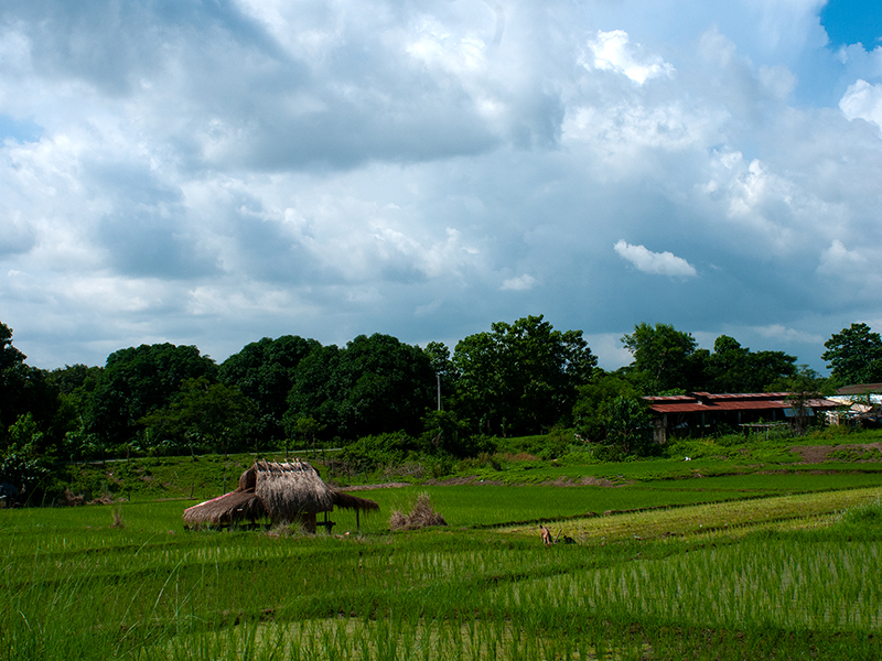 Collection LES SAISONS DU RIZ | RICE SEASONS Collection