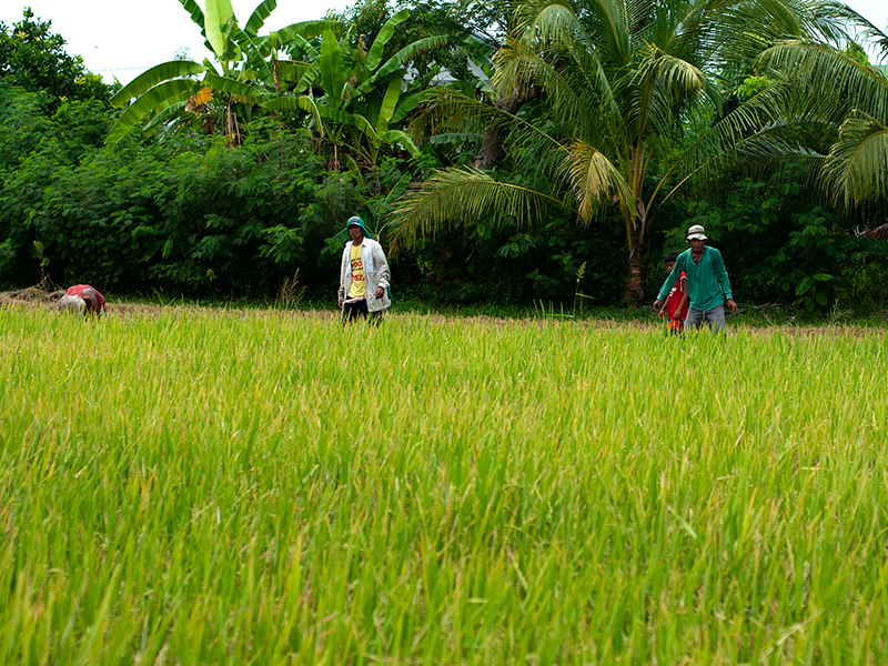 Collection LES SAISONS DU RIZ | RICE SEASONS Collection