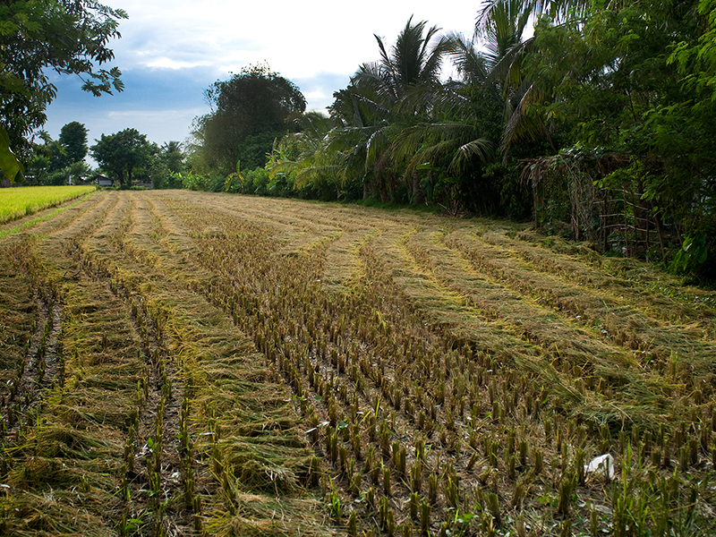 Collection LES SAISONS DU RIZ | RICE SEASONS Collection