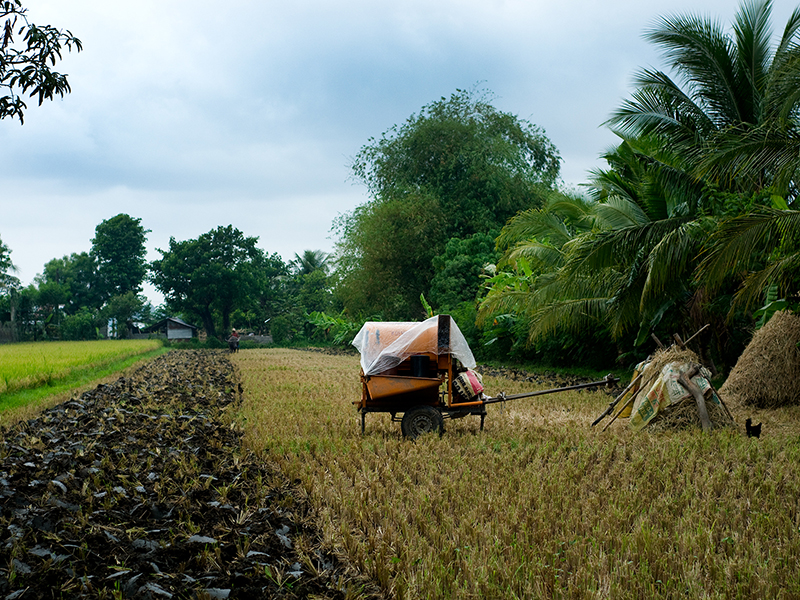 Collection LES SAISONS DU RIZ | RICE SEASONS Collection