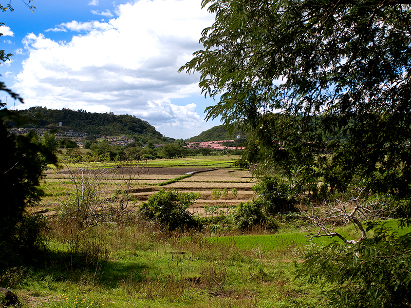 Collection LES SAISONS DU RIZ | RICE SEASONS Collection