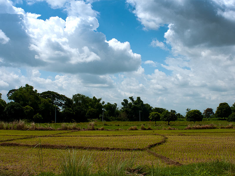 Collection LES SAISONS DU RIZ | RICE SEASONS Collection