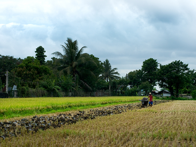 Collection LES SAISONS DU RIZ | RICE SEASONS Collection