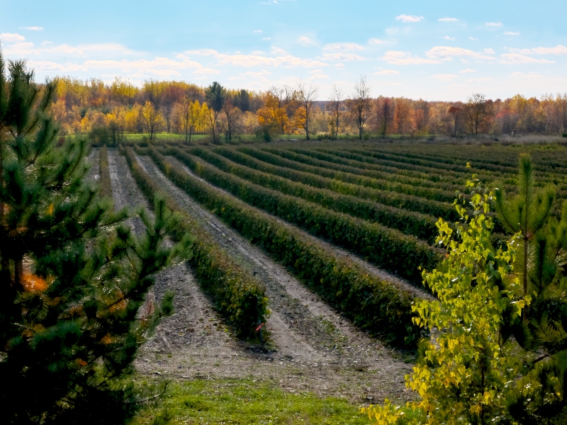 DE LA TERRE À LA TABLE | HARTLAND TO TABLE