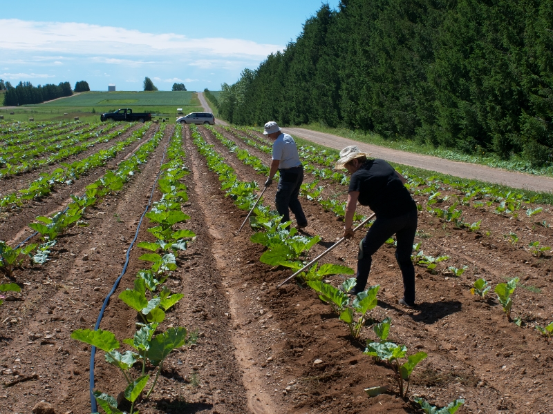 DE LA TERRE À LA TABLE | HARTLAND TO TABLE