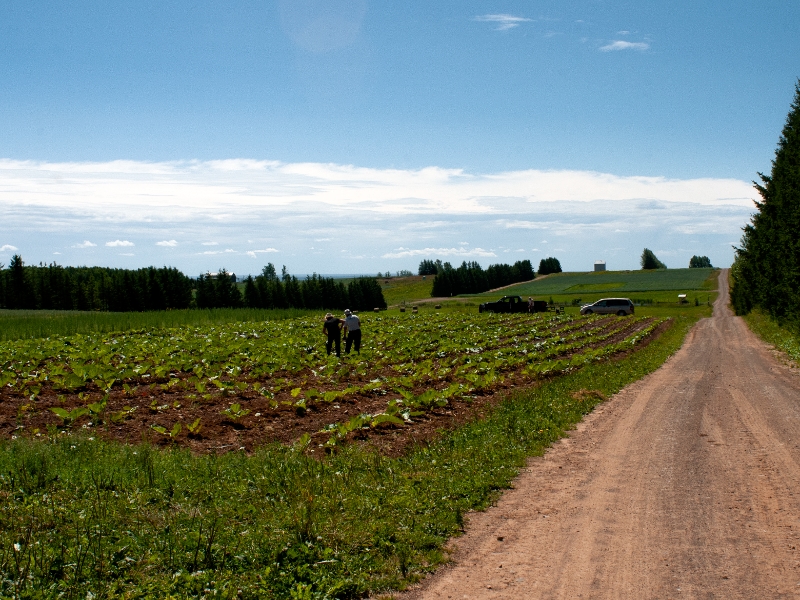 DE LA TERRE À LA TABLE | HARTLAND TO TABLE