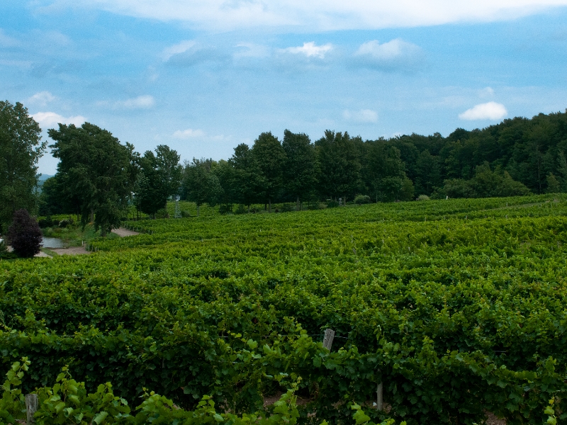 DE LA TERRE À LA TABLE | HARTLAND TO TABLE