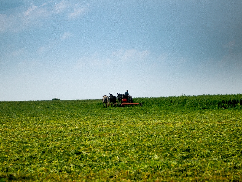 DE LA TERRE À LA TABLE | HARTLAND TO TABLE