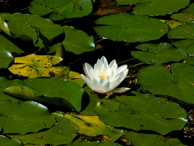 JARDIN BOTANIQUE DE MONTRÉAL | MONTREAL BOTANICAL GARDEN