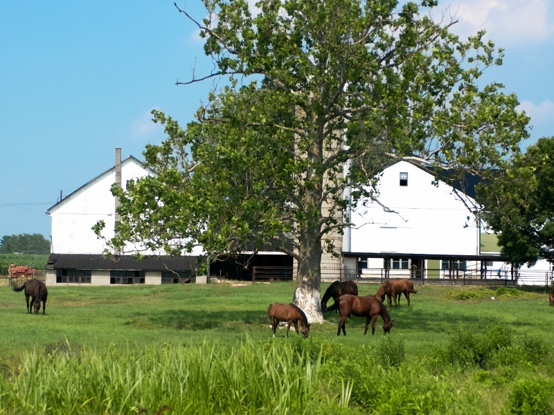 LES AMISH, LANCASTER É.U. | THE LANCASTER AMISH, USA